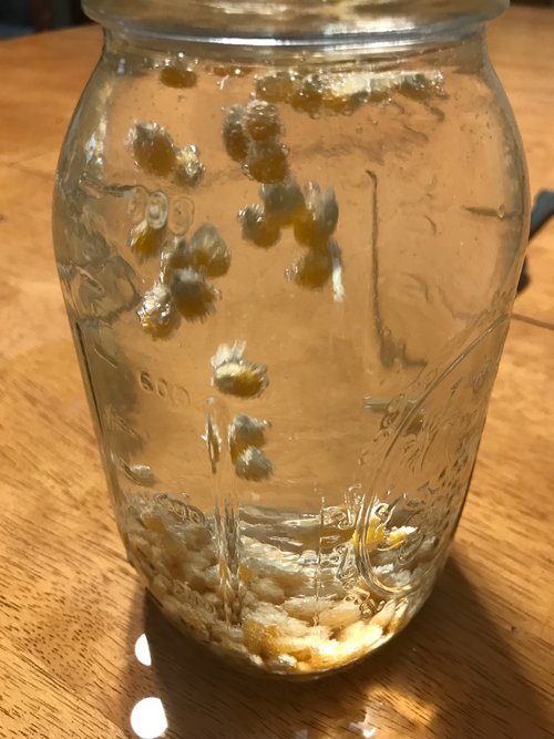 jar with floating corn