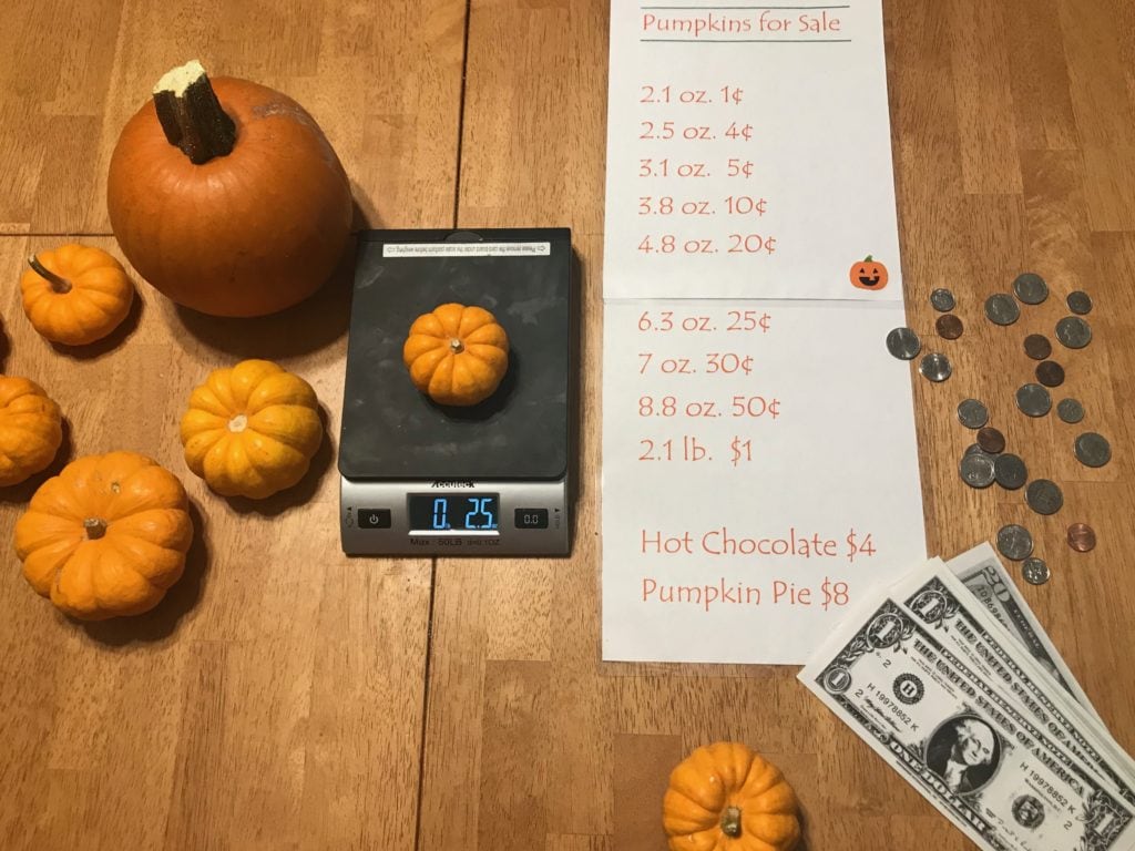 pumpkins on a table and scale with money and paper with cost per ounce of pumpkins