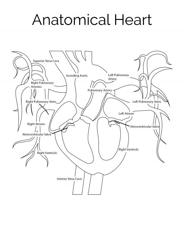 anatomical heart